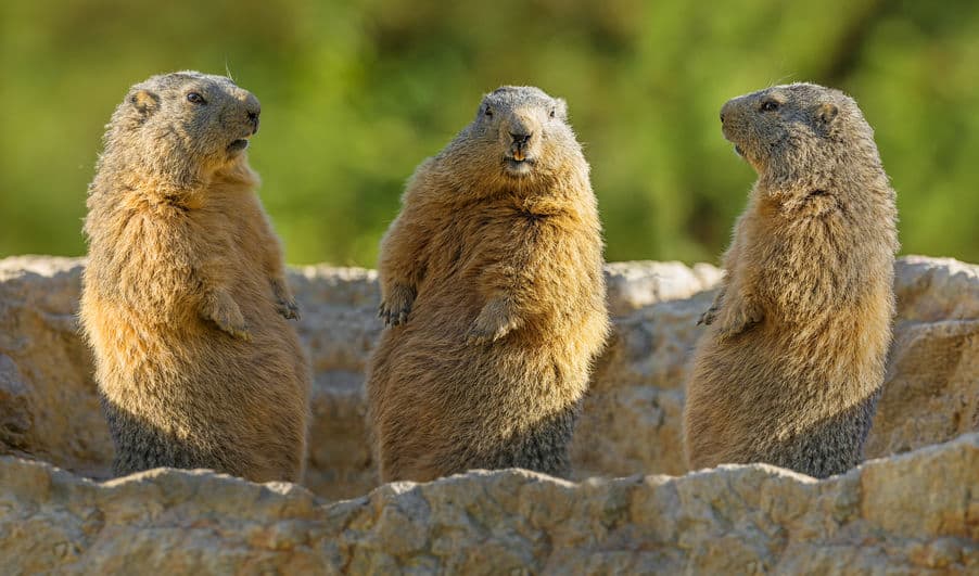 groundhogs