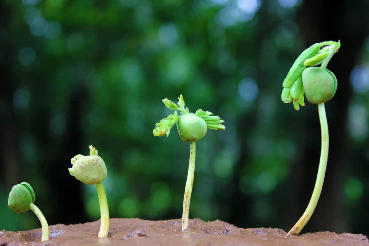Прогресс цветков. Рост растений фото. Рост растения быстрая съемка. Растения рост Прогресс. Рост растений всю жизнь.