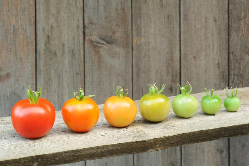 Evolution Of Red Tomato