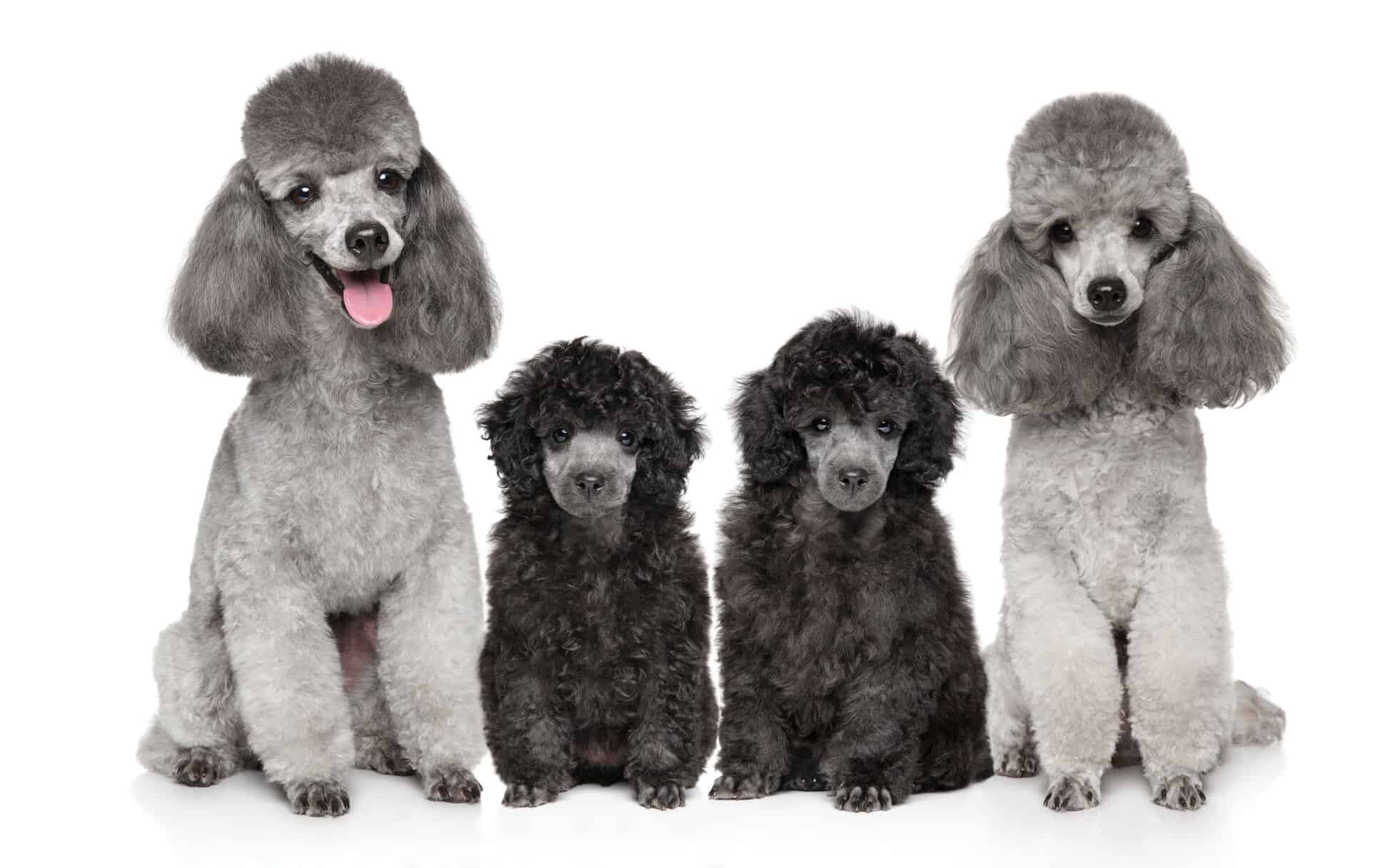 Family of Grey Poodles on white background